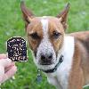 image of All City Trail Dogs Across America Patch and Baroo